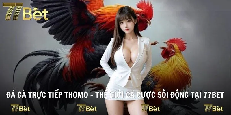 Đá Gà Trực Tiếp Thomo
